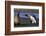 King Penguin Confronting Unconcerned Fur Seal-Paul Souders-Framed Photographic Print