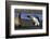 King Penguin Confronting Unconcerned Fur Seal-Paul Souders-Framed Photographic Print