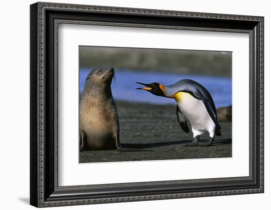 King Penguin Confronting Unconcerned Fur Seal-Paul Souders-Framed Photographic Print