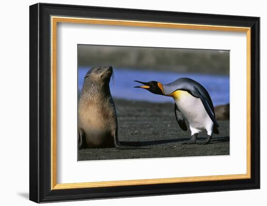 King Penguin Confronting Unconcerned Fur Seal-Paul Souders-Framed Photographic Print