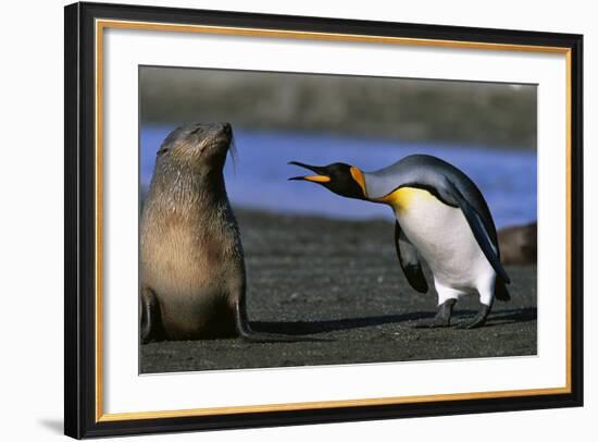 King Penguin Confronting Unconcerned Fur Seal-Paul Souders-Framed Photographic Print