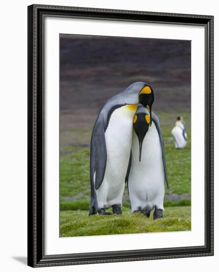 King Penguin, Falkland Islands, South Atlantic. Courtship Display-Martin Zwick-Framed Photographic Print