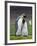 King Penguin, Falkland Islands, South Atlantic. Courtship Display-Martin Zwick-Framed Photographic Print