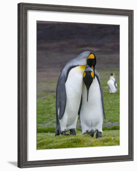 King Penguin, Falkland Islands, South Atlantic. Courtship Display-Martin Zwick-Framed Photographic Print