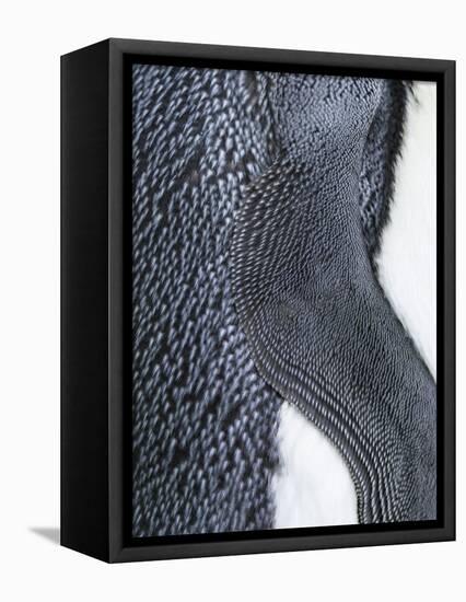 King Penguin, Falkland Islands, South Atlantic. Detail of Wing of Fin-Martin Zwick-Framed Premier Image Canvas