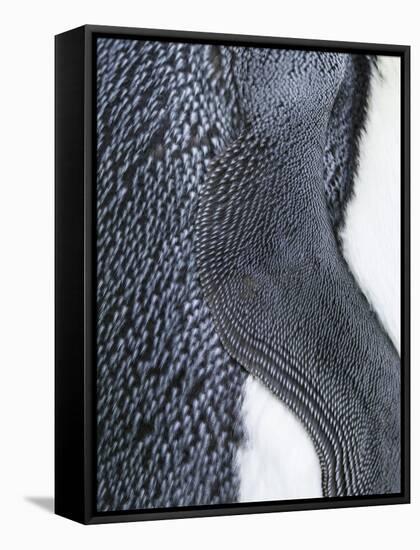 King Penguin, Falkland Islands, South Atlantic. Detail of Wing of Fin-Martin Zwick-Framed Premier Image Canvas