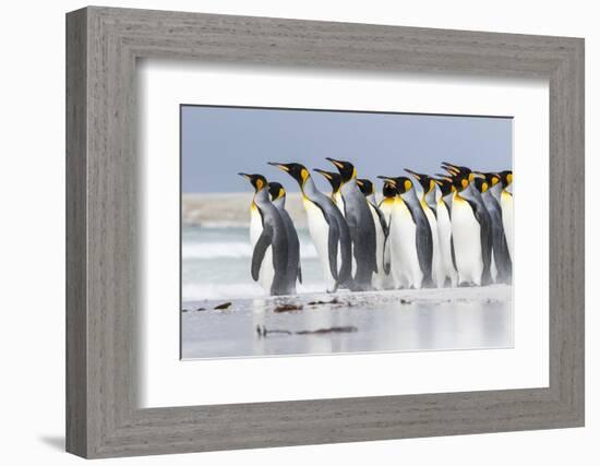 King Penguin, Falkland Islands, South Atlantic. Group of penguins marching-Martin Zwick-Framed Photographic Print