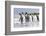 King Penguin, Falkland Islands, South Atlantic. Group of penguins marching-Martin Zwick-Framed Photographic Print