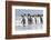 King Penguin, Falkland Islands, South Atlantic. Group of penguins marching-Martin Zwick-Framed Photographic Print