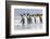 King Penguin, Falkland Islands, South Atlantic. Group of penguins marching-Martin Zwick-Framed Photographic Print