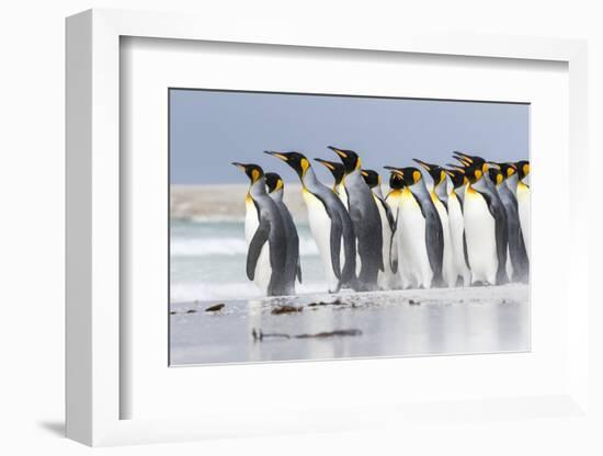 King Penguin, Falkland Islands, South Atlantic. Group of penguins marching-Martin Zwick-Framed Photographic Print