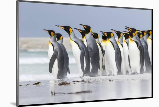 King Penguin, Falkland Islands, South Atlantic. Group of penguins marching-Martin Zwick-Mounted Photographic Print