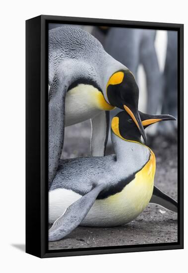 King Penguin, Falkland Islands, South Atlantic. Mating-Martin Zwick-Framed Premier Image Canvas