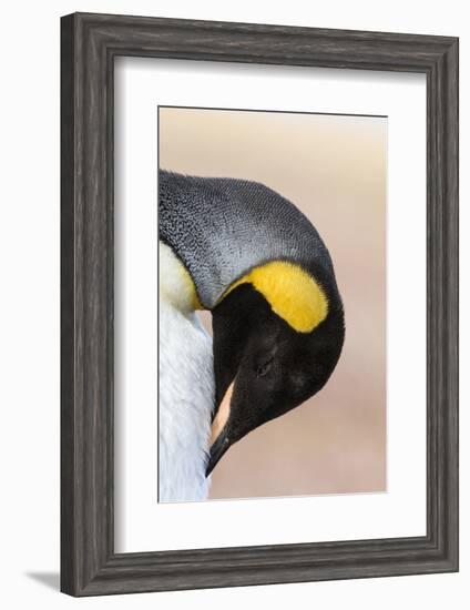 King Penguin, Falkland Islands, South Atlantic. Portrait-Martin Zwick-Framed Premium Photographic Print