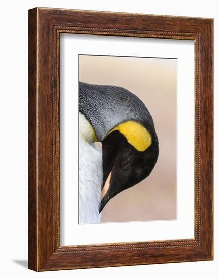 King Penguin, Falkland Islands, South Atlantic. Portrait-Martin Zwick-Framed Premium Photographic Print