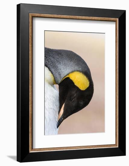 King Penguin, Falkland Islands, South Atlantic. Portrait-Martin Zwick-Framed Premium Photographic Print