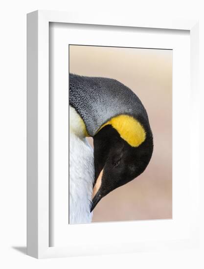 King Penguin, Falkland Islands, South Atlantic. Portrait-Martin Zwick-Framed Premium Photographic Print