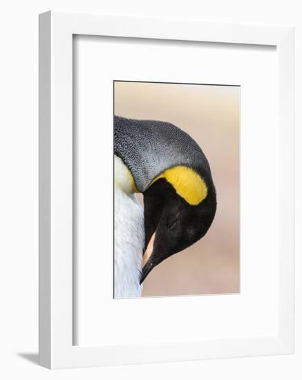 King Penguin, Falkland Islands, South Atlantic. Portrait-Martin Zwick-Framed Photographic Print