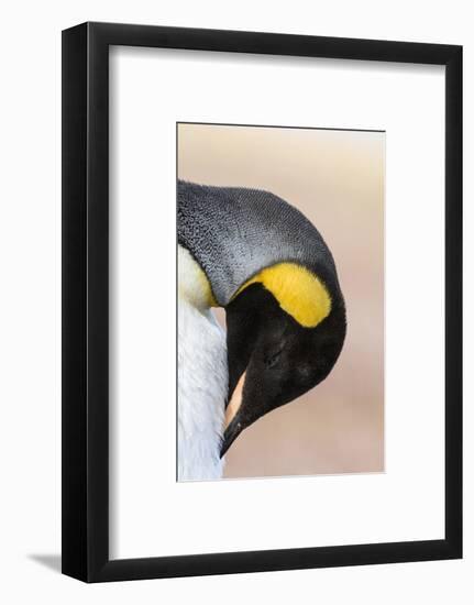 King Penguin, Falkland Islands, South Atlantic. Portrait-Martin Zwick-Framed Photographic Print