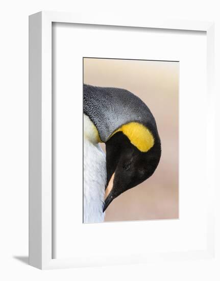 King Penguin, Falkland Islands, South Atlantic. Portrait-Martin Zwick-Framed Photographic Print