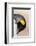 King Penguin, Falkland Islands, South Atlantic. Portrait-Martin Zwick-Framed Photographic Print