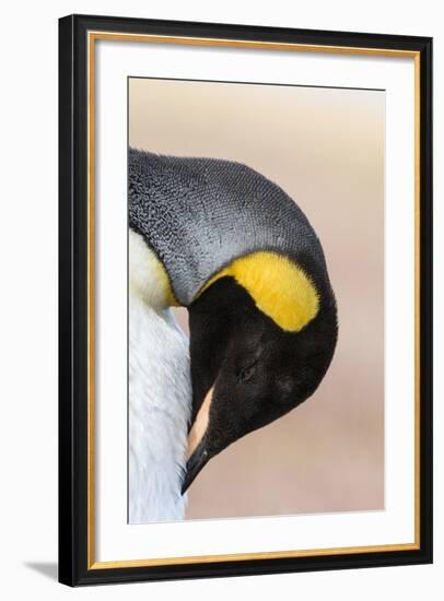 King Penguin, Falkland Islands, South Atlantic. Portrait-Martin Zwick-Framed Photographic Print