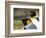 King Penguin, Falkland Islands, South Atlantic. Portrait-Martin Zwick-Framed Photographic Print