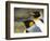 King Penguin, Falkland Islands, South Atlantic. Portrait-Martin Zwick-Framed Photographic Print