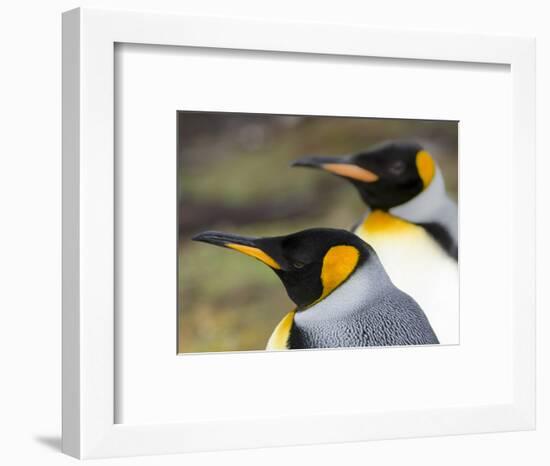 King Penguin, Falkland Islands, South Atlantic. Portrait-Martin Zwick-Framed Photographic Print