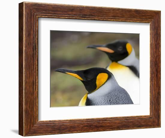 King Penguin, Falkland Islands, South Atlantic. Portrait-Martin Zwick-Framed Photographic Print