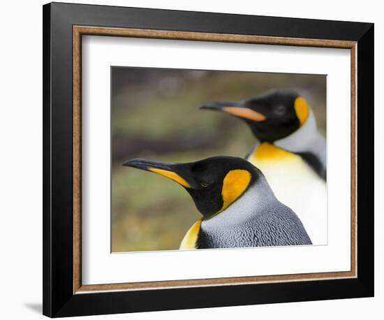 King Penguin, Falkland Islands, South Atlantic. Portrait-Martin Zwick-Framed Photographic Print
