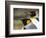 King Penguin, Falkland Islands, South Atlantic. Portrait-Martin Zwick-Framed Photographic Print