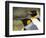 King Penguin, Falkland Islands, South Atlantic. Portrait-Martin Zwick-Framed Photographic Print