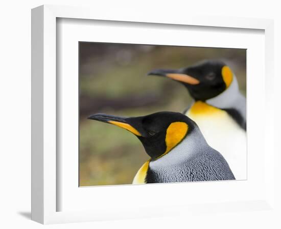 King Penguin, Falkland Islands, South Atlantic. Portrait-Martin Zwick-Framed Photographic Print