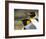 King Penguin, Falkland Islands, South Atlantic. Portrait-Martin Zwick-Framed Photographic Print