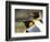 King Penguin, Falkland Islands, South Atlantic. Portrait-Martin Zwick-Framed Photographic Print