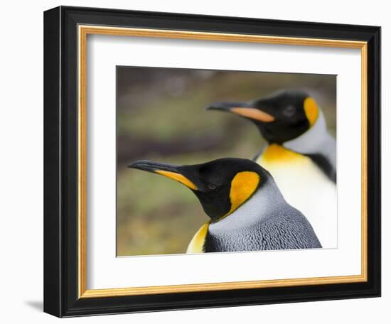 King Penguin, Falkland Islands, South Atlantic. Portrait-Martin Zwick-Framed Photographic Print