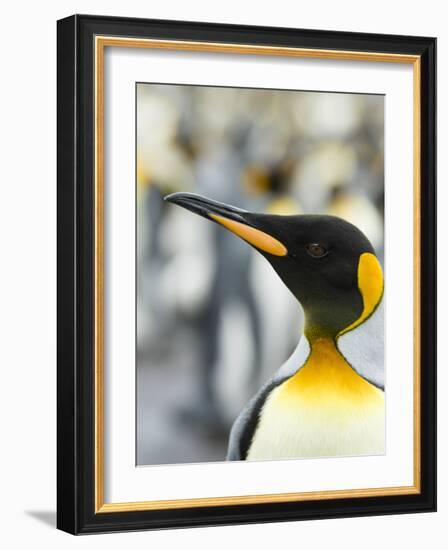 King Penguin, Falkland Islands, South Atlantic. Portrait-Martin Zwick-Framed Photographic Print