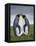 King Penguin, Falkland Islands, South Atlantic-Martin Zwick-Framed Premier Image Canvas