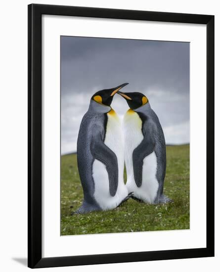 King Penguin, Falkland Islands, South Atlantic-Martin Zwick-Framed Photographic Print