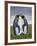 King Penguin, Falkland Islands, South Atlantic-Martin Zwick-Framed Photographic Print