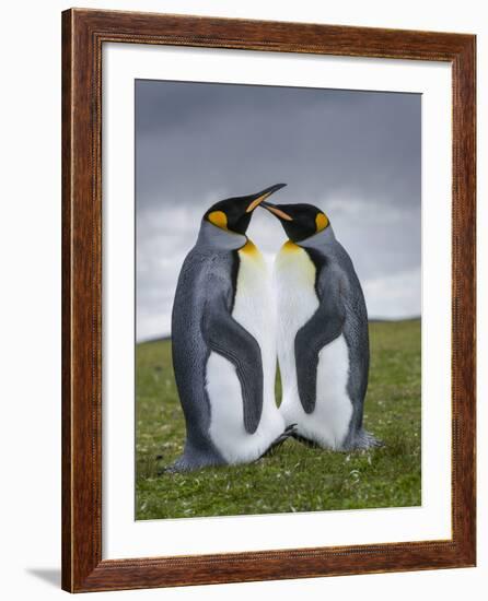 King Penguin, Falkland Islands, South Atlantic-Martin Zwick-Framed Photographic Print