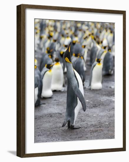 King Penguin, Falkland Islands, South Atlantic-Martin Zwick-Framed Photographic Print