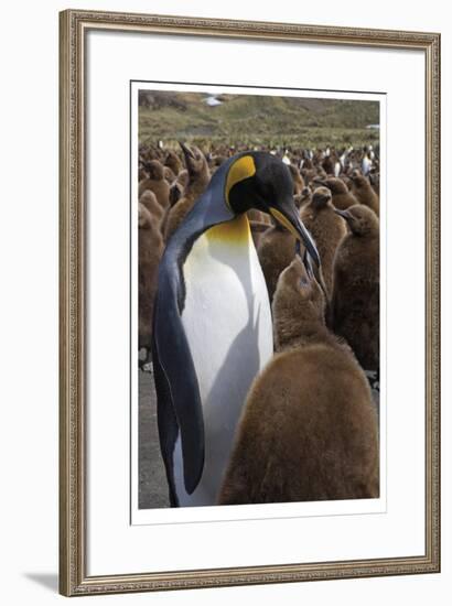 King Penguin Feeding Chick-Donald Paulson-Framed Giclee Print