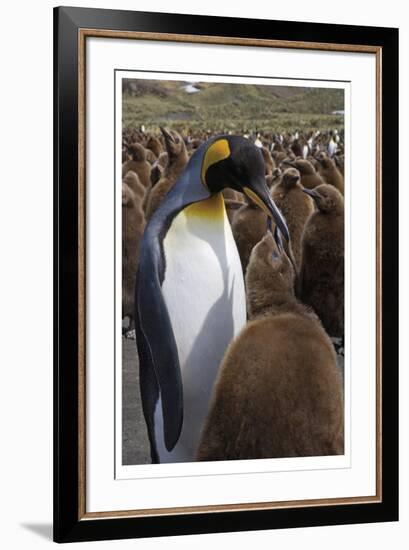 King Penguin Feeding Chick-Donald Paulson-Framed Giclee Print