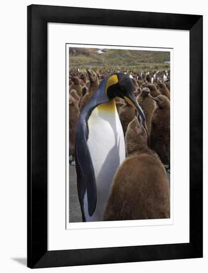 King Penguin Feeding Chick-Donald Paulson-Framed Giclee Print