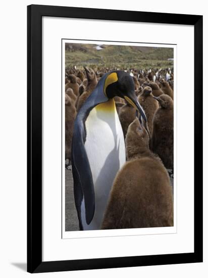 King Penguin Feeding Chick-Donald Paulson-Framed Giclee Print