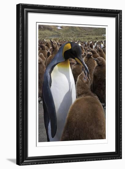 King Penguin Feeding Chick-Donald Paulson-Framed Giclee Print