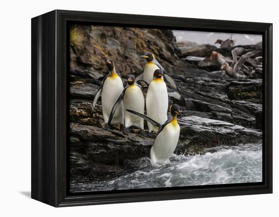King penguin group on rocks, jumping into South Atlantic. St Andrews Bay, South Georgia-Tony Heald-Framed Premier Image Canvas