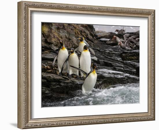 King penguin group on rocks, jumping into South Atlantic. St Andrews Bay, South Georgia-Tony Heald-Framed Photographic Print